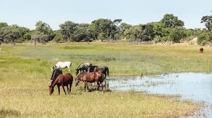 Horses by the Okavango Delta in Botswana Horses by the Okavango Delta in Botswana