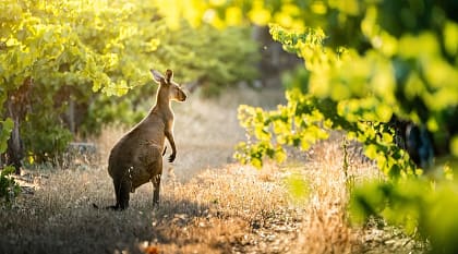Kangaroo in a vineyard, Southern Australia