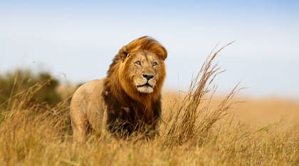 Male lion in golden grasslands of Serengeti, Africa