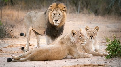 Sabi Sands Game Reserve, South Africa