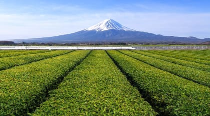 The Shinkansen (Bullet train) with Mt. Fuji in the background