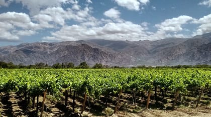 Vineyards in Mendoza, Argentina