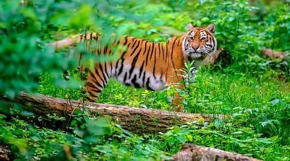 Tiger at Kanha National Park in India