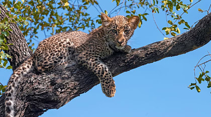 Leopard cub in MalaMala Game Reserve, Sabi Sands, South Africa