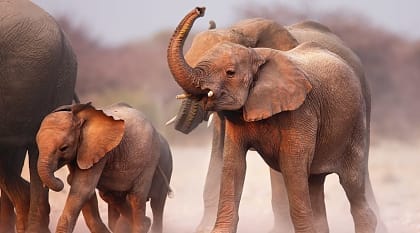 Elephant herd at Etosha National Park, Namibia