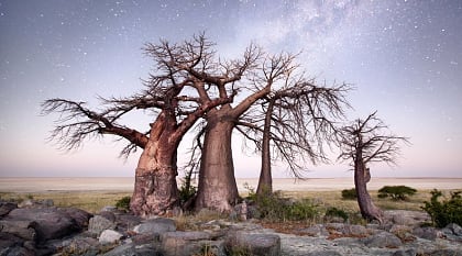Baobab trees under the night sky in the Makgadikgadi Pan