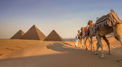 Camels trekking near the Giza Pyramids during a golden sunset.