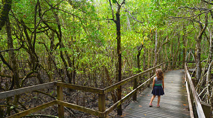 Daintree National Park in Australia