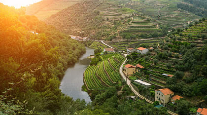 Vineyards in Douro Valley, Portugal