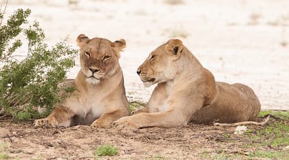 Lionesses at Kgalagadi Transfrontier Park, Botswana