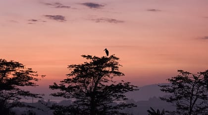 Gorilla Trekking Uganda Tour For Solo Travelers