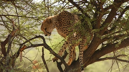 Adventures of Namibia Tour: Bushmen, Safari & Dunes