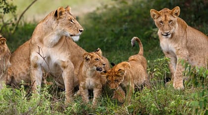 Perfect African Safari Adventure: Masai Mara, Serengeti & Gorilla Trekking