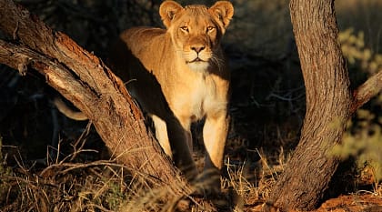 Lioness in South Africa