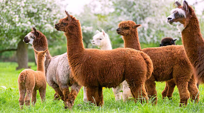 Family-Friendly Peru Vacation: Amazon to Andes Family-Friendly Peru Vacation: Amazon to Andes