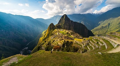 Llama grazing in the grass above Machu Picchu, Peru