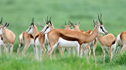 Herd of springbok antelopes in South Africa Herd of springbok antelopes in South Africa