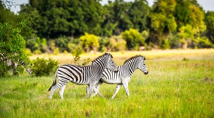 Luxury Okavango & Zimbabwe Safaris Plus Victoria Falls Tour Luxury Okavango & Zimbabwe Safaris Plus Victoria Falls Tour