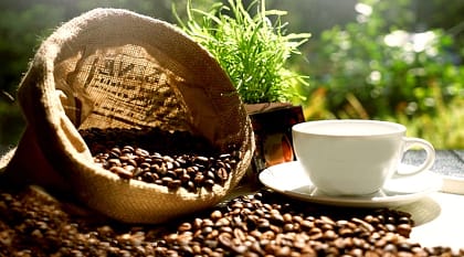 Explore an organic coffee plantation and rate gourmet beans during a coffee cupping