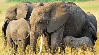 African elephants in Queen Elizabeth National Park, Uganda, Africa