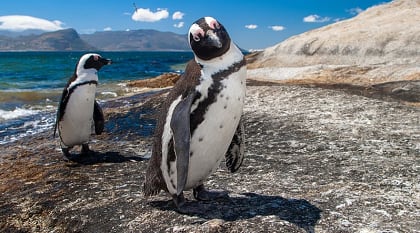 Penguins on Boulders Beach near Cape Town, South Africa Penguins on Boulders Beach near Cape Town, South Africa
