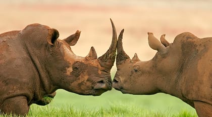 White rhinos in the savanna at sunset, South Africa