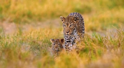 Moremi Game Reserve, Botswana