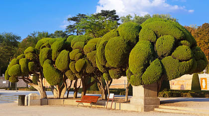 One of 167 tree species in Buen Retiro Park, Madrid, Spain