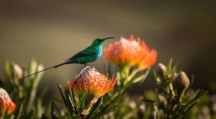 Sugarbird hummingbird sitting on the endemic fynbos pincushion protea flower in Cape Town, South Africa