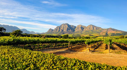 Stellenbosch vineyards in South Africa's Cape Winelands. Stellenbosch vineyards in South Africa's Cape Winelands.