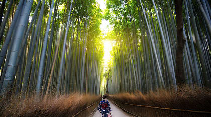 Arashiyama Bamboo Forest in Kyoto, Japan