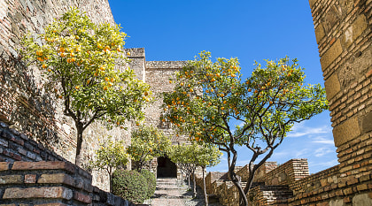 Orange trees at Alcazaba Moorish Castle in Malaga, Spain Orange trees at Alcazaba Moorish Castle in Malaga, Spain