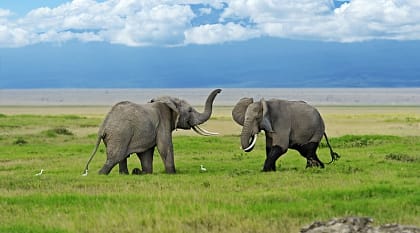 Elephants in Amboseli National Park, Kenya Elephants in Amboseli National Park, Kenya