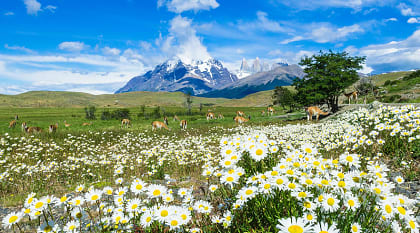 Torres del Paine, Chile Wild flowers blooming in Torres del Paine, Chile