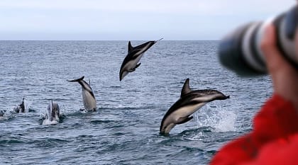 Photographer capturing dolphins in New Zealand