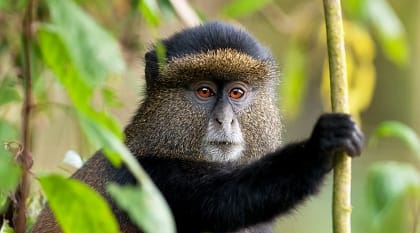 Golden monkey in the forest, Rwanda