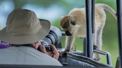 Safari tour in the African savanna