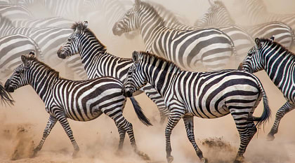 Zebras migrating in Africa