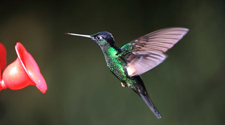 A buff-winged starfrontlet humming bird in Ecuador A buff-winged starfrontlet humming bird in Ecuador