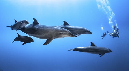 Diving with dolphins in Bora Bora. Photo courtesy of Grégory Lecoeur/Tahiti Tourisme Diving with dolphins in Bora Bora