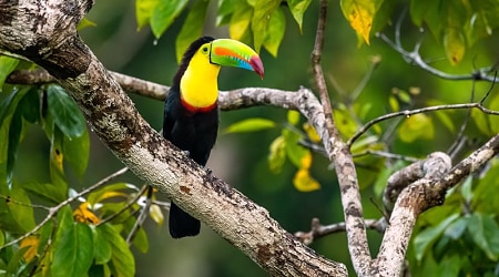 Keel-billed Toucan in Belize Keel-billed Toucan in Belize