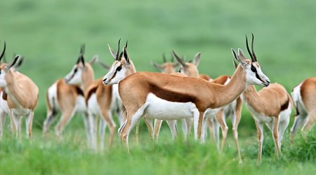 Herd of springbok antelopes in South Africa Herd of springbok antelopes in South Africa