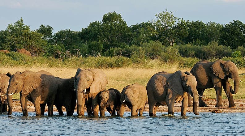 Hwange National Park, Zimbabwe Elephants wading in water in Hwange National Park, Zimbabwe
