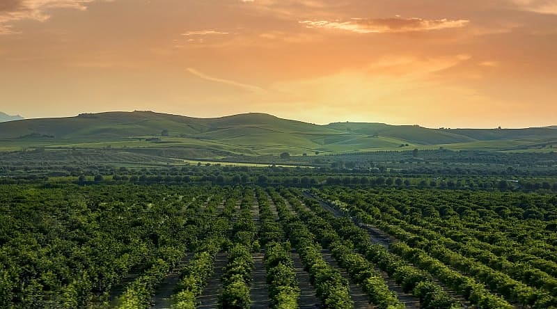Sunset on the famous vineyards of Sicily, Italy