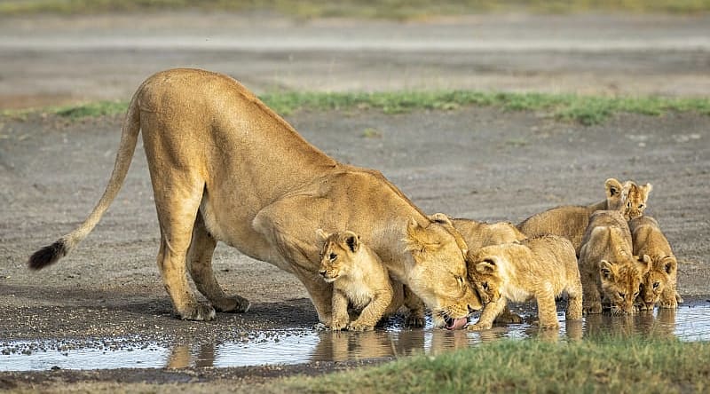 Ngorongoro Conservation Area, Tanzania Lioness drinking with her cubs at Ndutu in the Ngorongoro Conservation Area, Tanzania