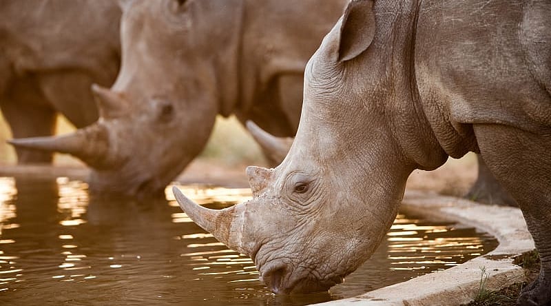 Rhinos at a watering hole, Namibia, South Africa Rhinos at a watering hole, Namibia, South Africa