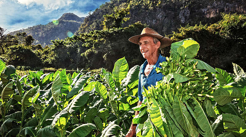 Tobacco farmer in Vinales, Cuba Tobacco farmer in Vinales, Cuba