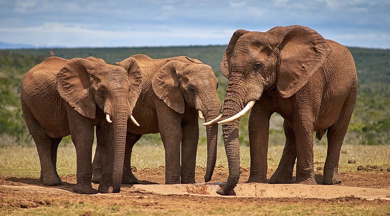 Addo Elephant National Park, South Africa Addo Elephant National Park, South Africa