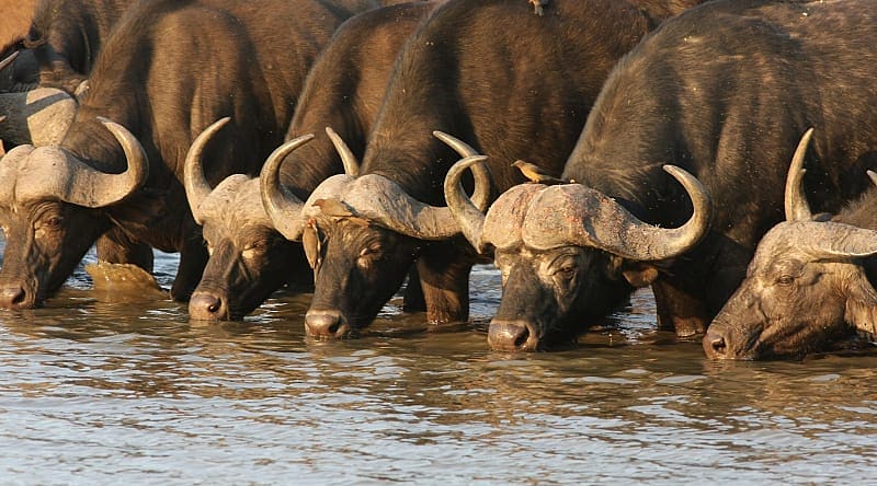 Buffalo at waterhole in the African Savanna Buffalo at waterhole in the African Savanna