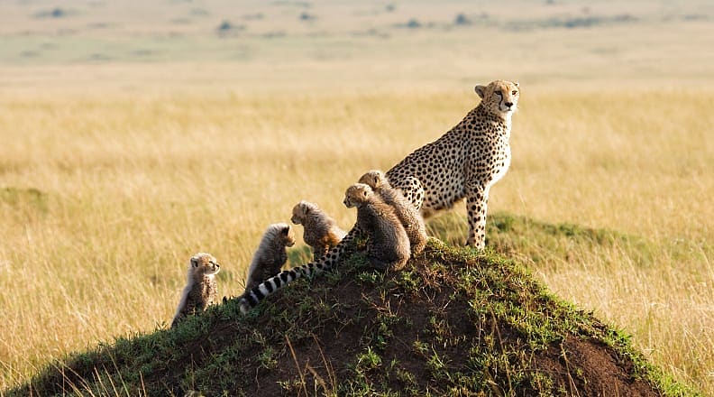 Mother Cheetah with cubs in the Masai Mara Game Reserve, Kenya Mother Cheetah with cubs in the Masai Mara Game Reserve, Kenya